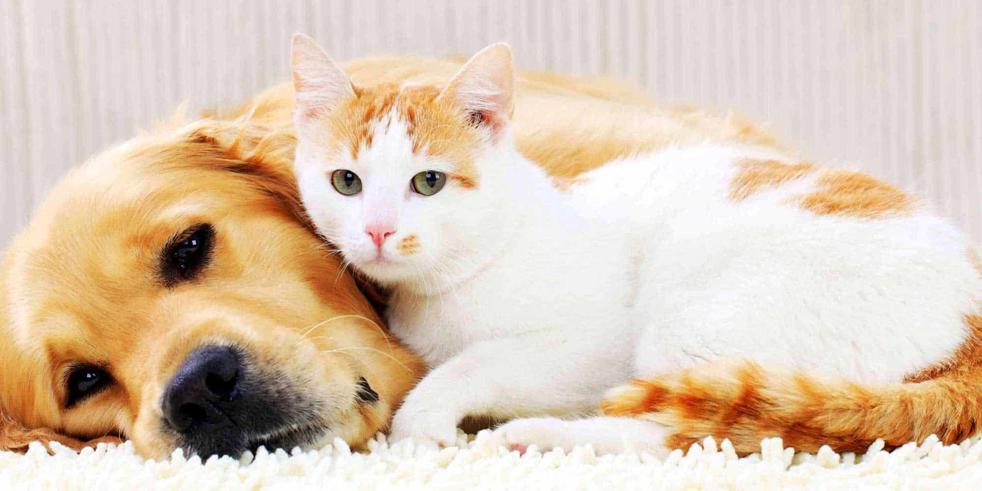 Dog and cat