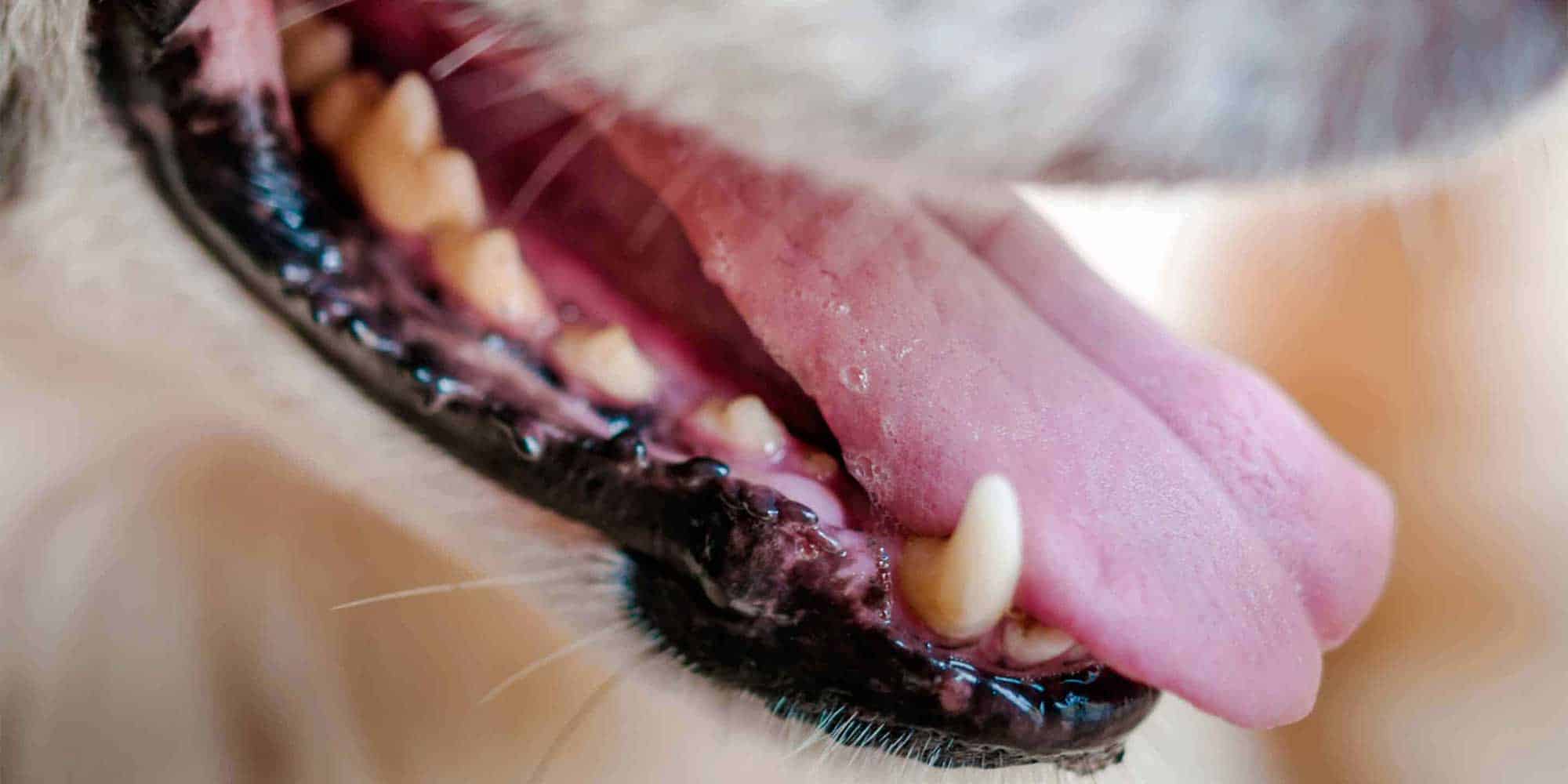 Panting dog's mouth