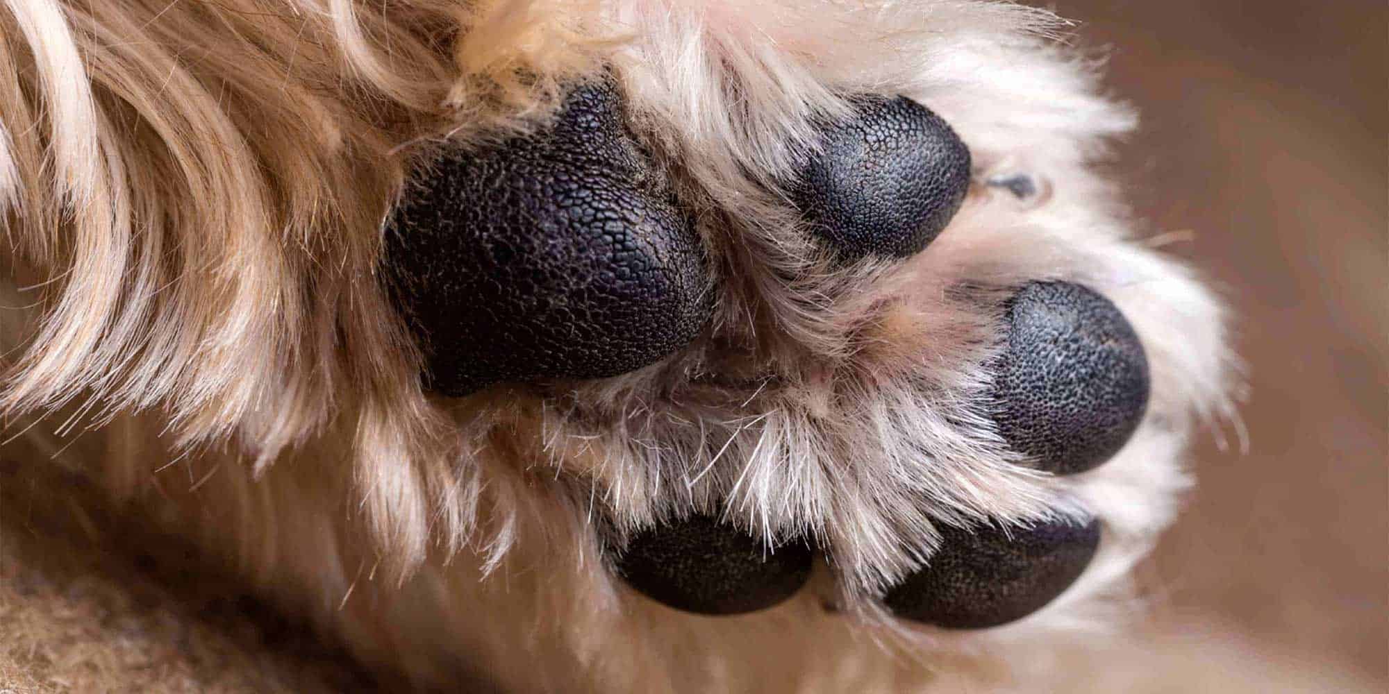Dog paw