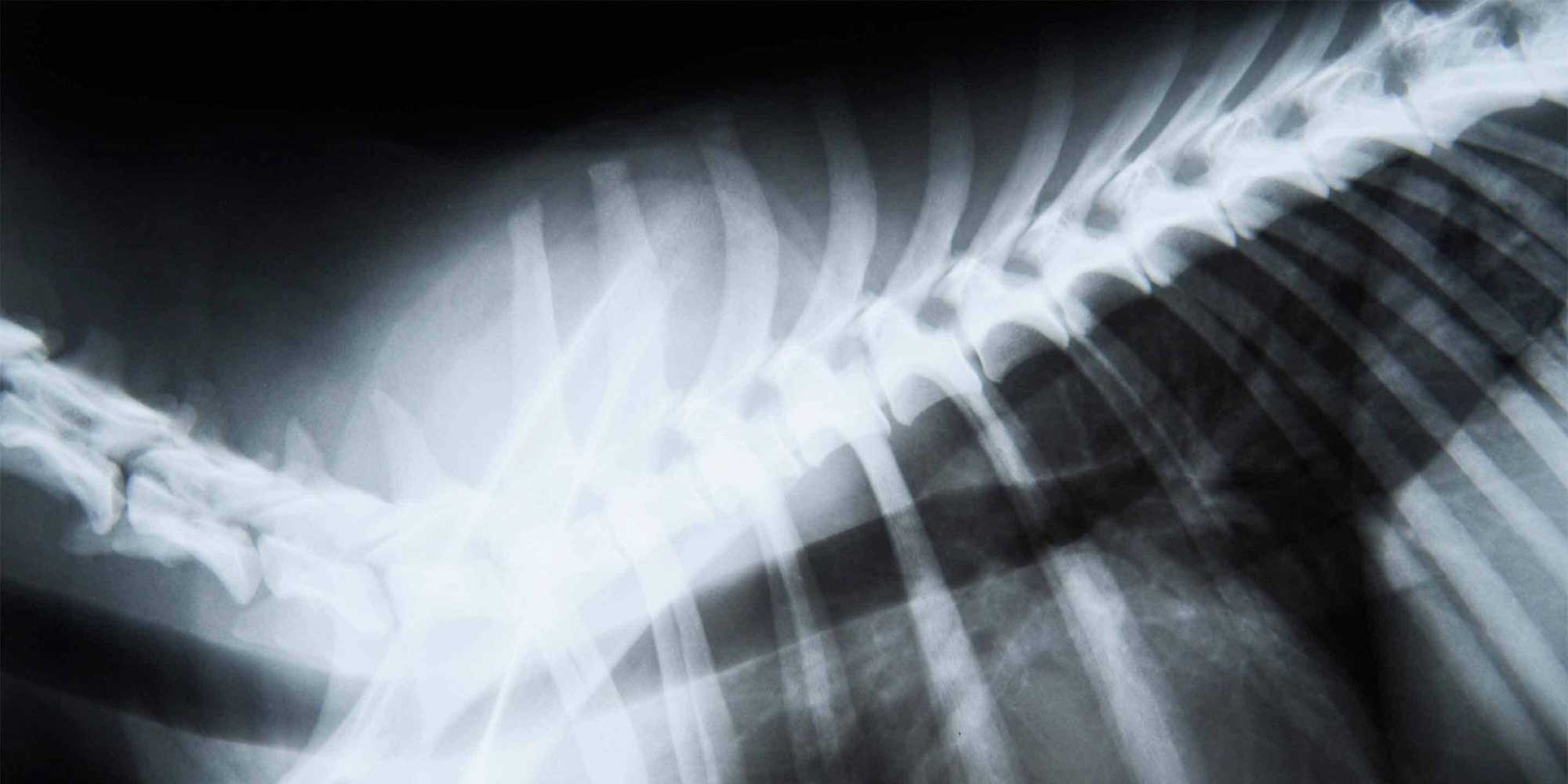 X-ray of a dog's torso