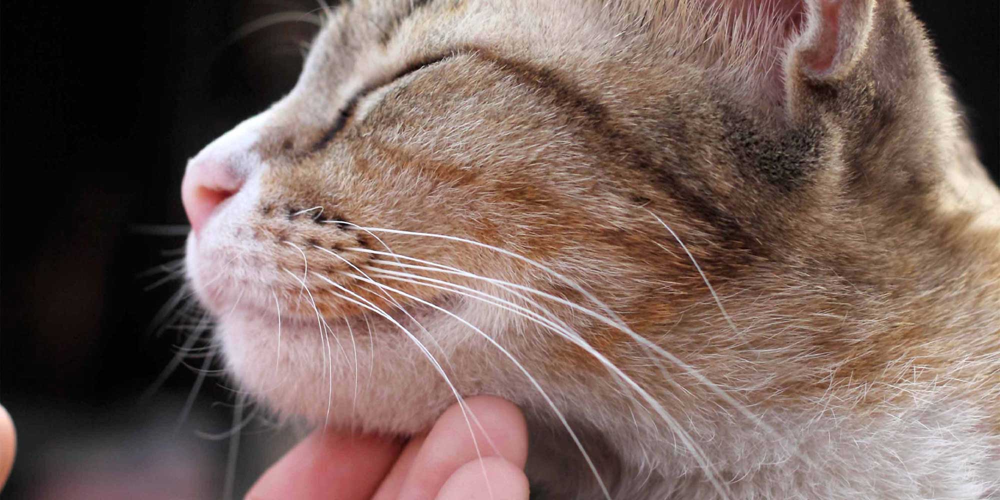 Hand scratching a cat