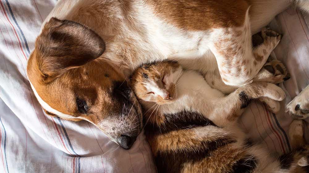 Dogs and cat sleeping