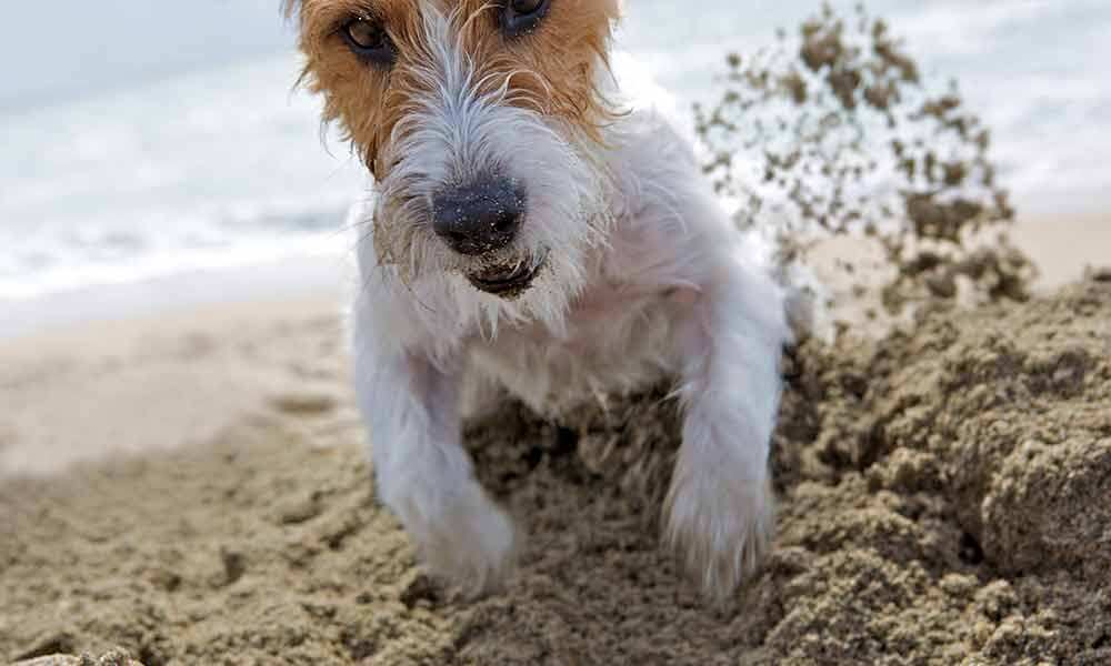 Woman with a dog on the beach