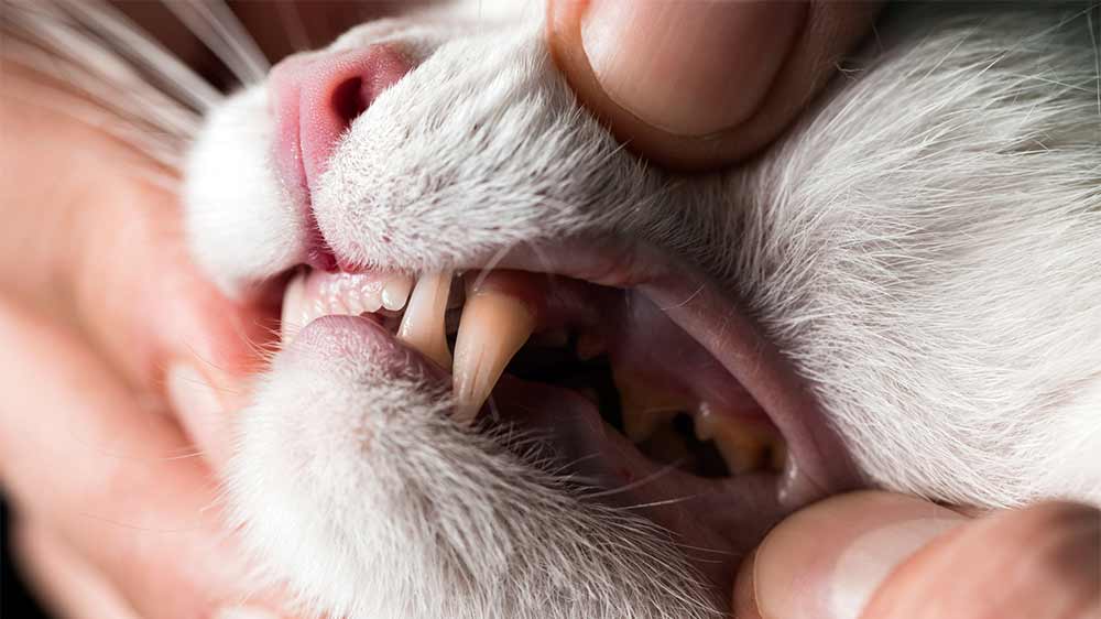 Cat teeth