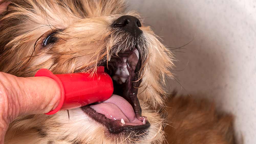 Dog having its teeth brushed