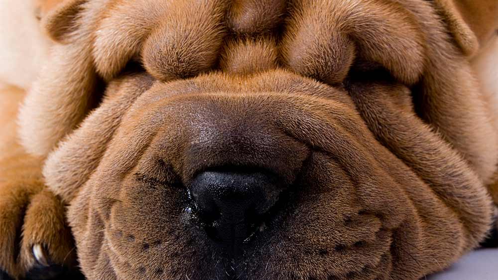 Shar pei