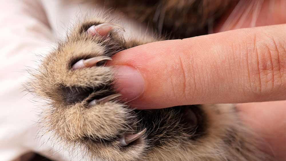 Human finger touching a cat's paw