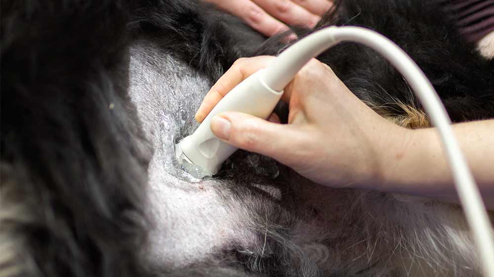 Ultrasound