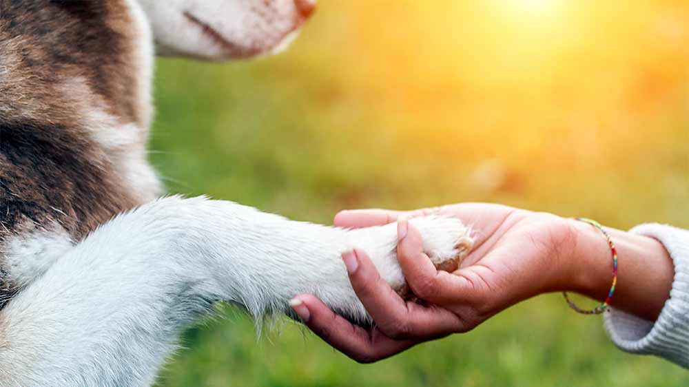 Hand holding a dog's paw