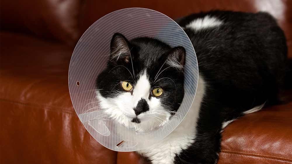 Cat in a cone collar
