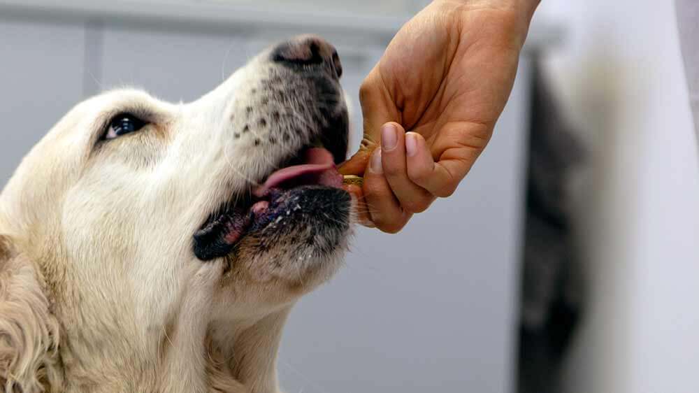 Dog being fed a pill