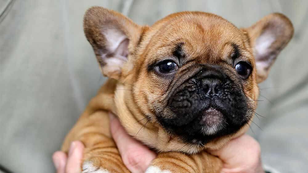 Puppy