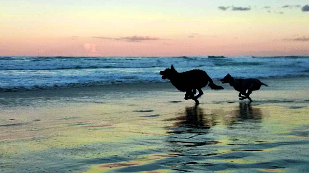 Dogs running on the beach at sunset